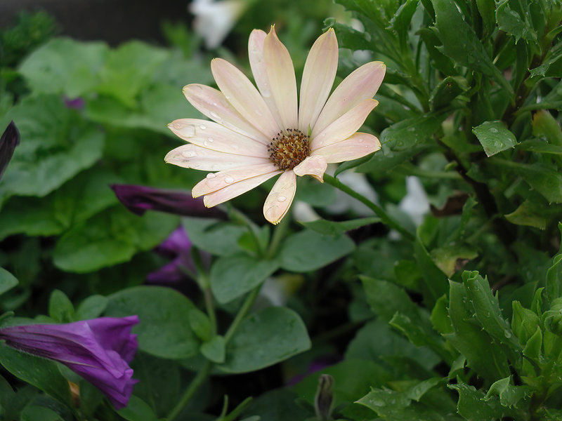 P1010014-1.JPG