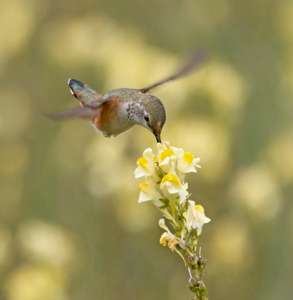 P8237623_DxO copydxorawprocess.jpg