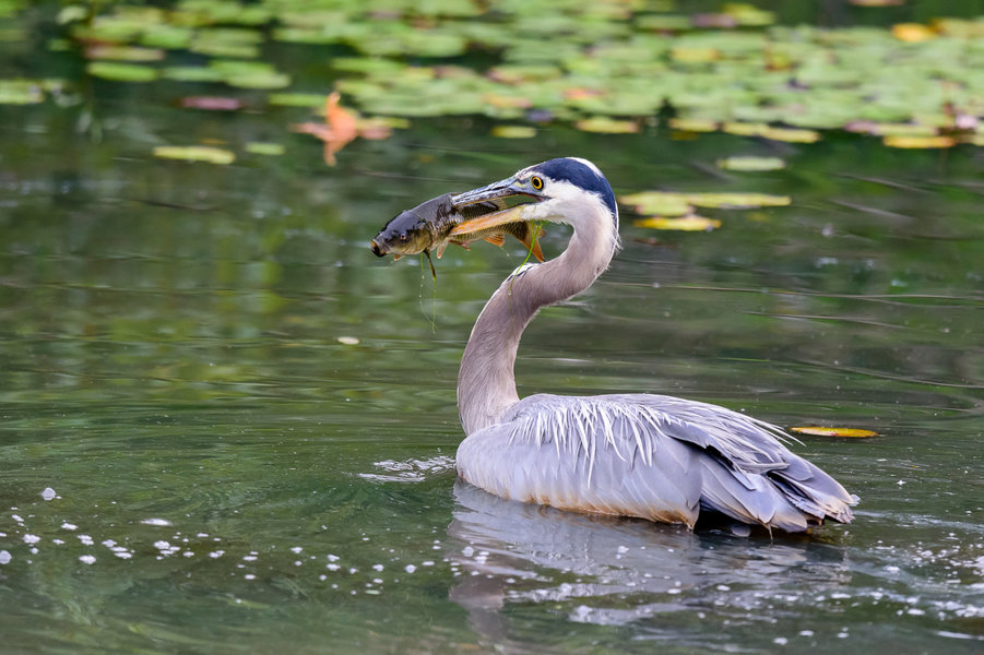 greatblueheron2_DxO.jpg