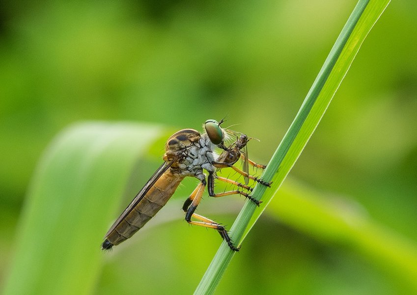 PC030054 (Medium).jpg PC030054 (Medium).jpg