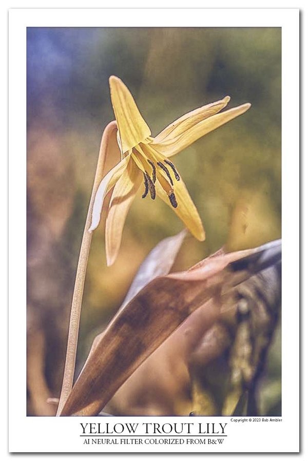 Yellow trout lily colorizeda sm.jpg Yellow trout lily colorizeda sm.jpg