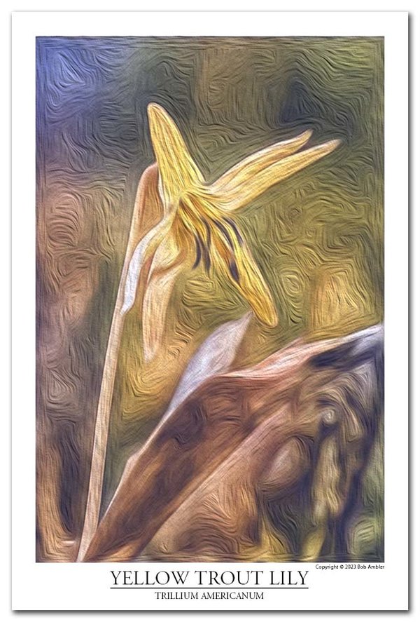 Yellow trout lily op sm.jpg