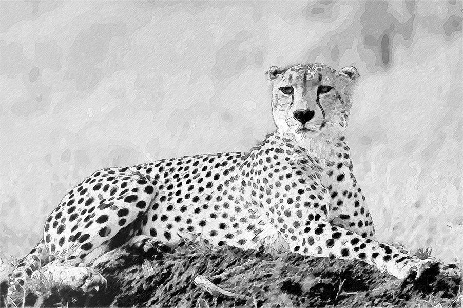CheetahBW.jpg