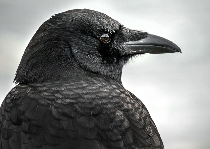 Crow portrait.jpg