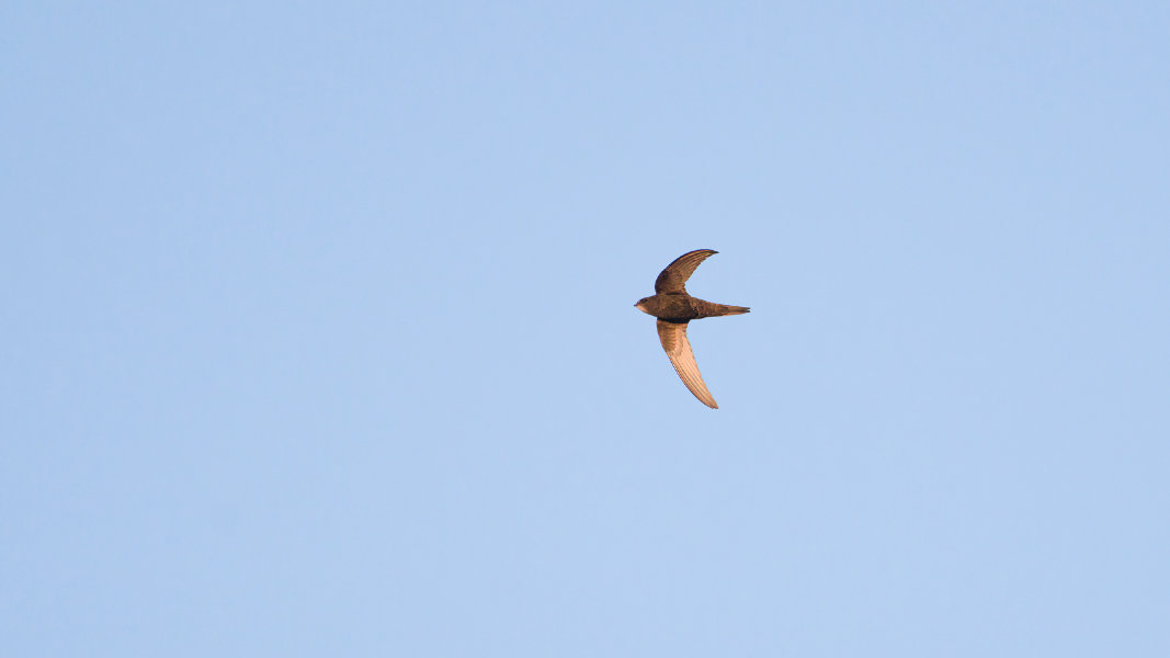 common swift_1_p1600.jpg