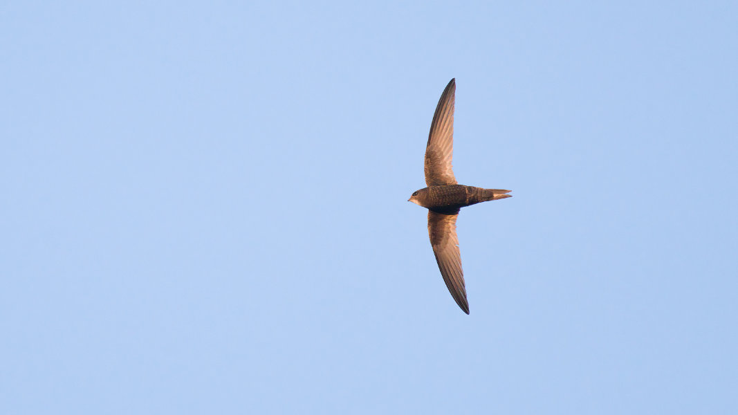 common swift_2_p1600.jpg