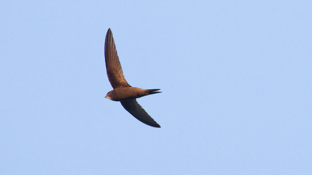 common swift_3_p1600.jpg