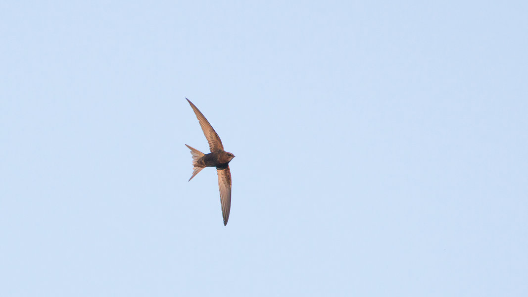 common swift_5_p1600.jpg