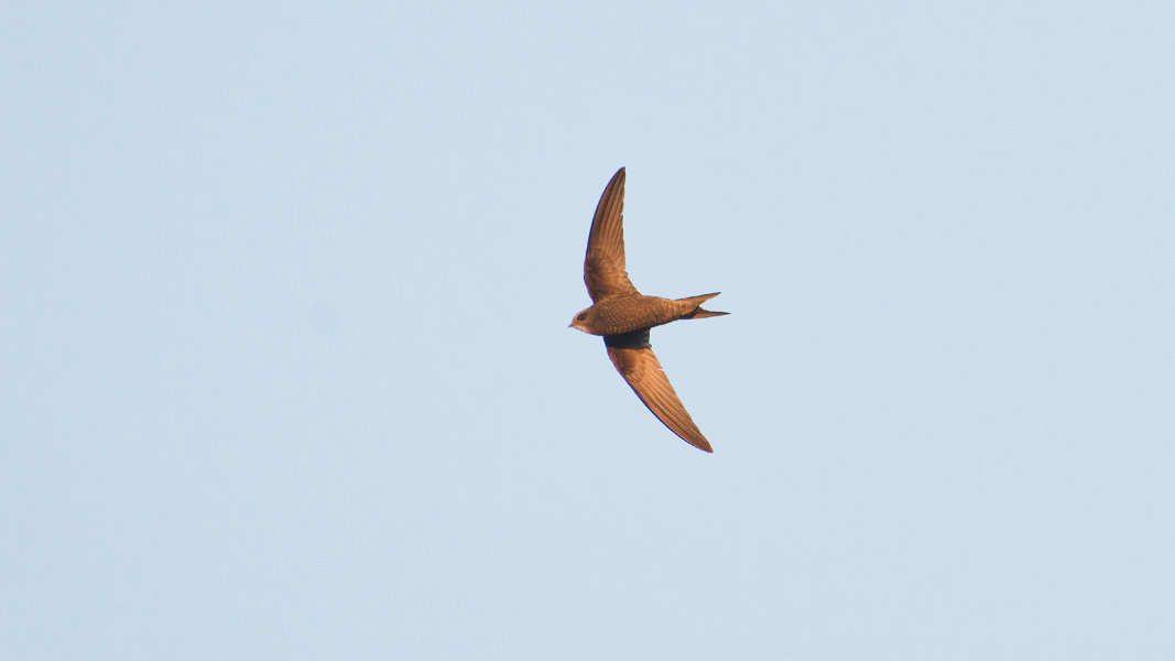 common swift_6_p1600.jpg