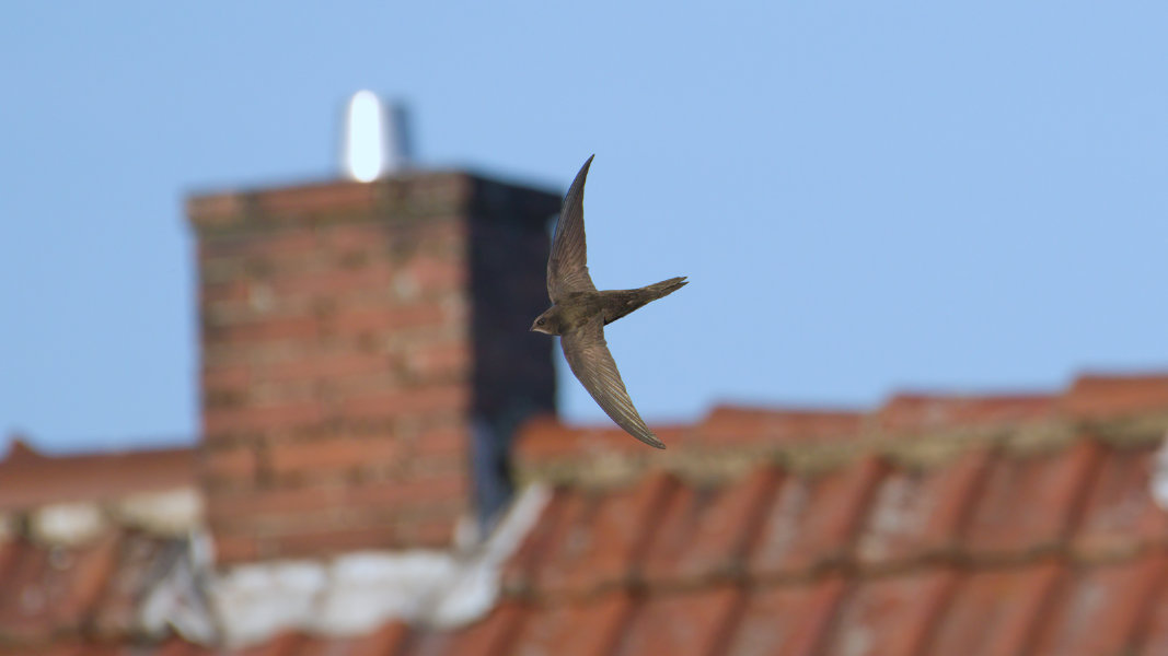 Mauersegler08_p1600.jpg
