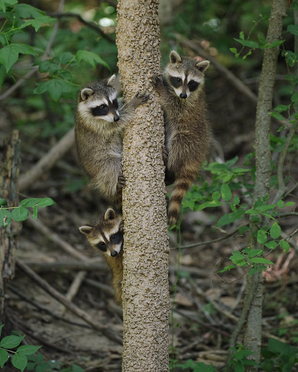 645Z7890threebabyraccoonsintree.jpg