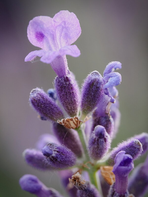 P6302159-dprf.jpg P6302159-dprf.jpg