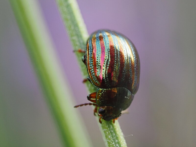 P6302155-dprf.jpg P6302155-dprf.jpg