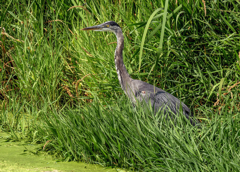 Blue Heron far sm.jpg