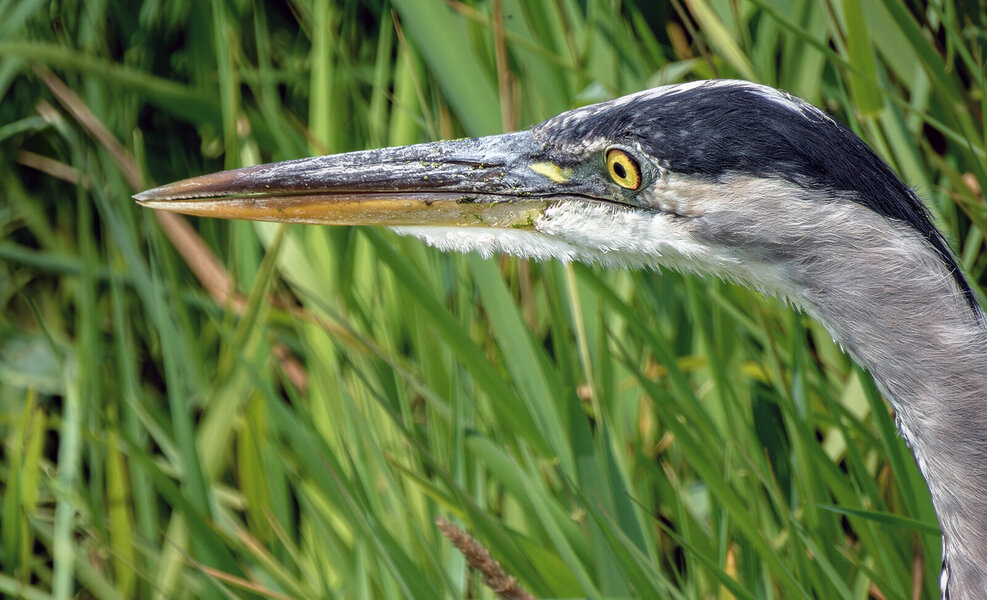 Blue Heron sm.jpg