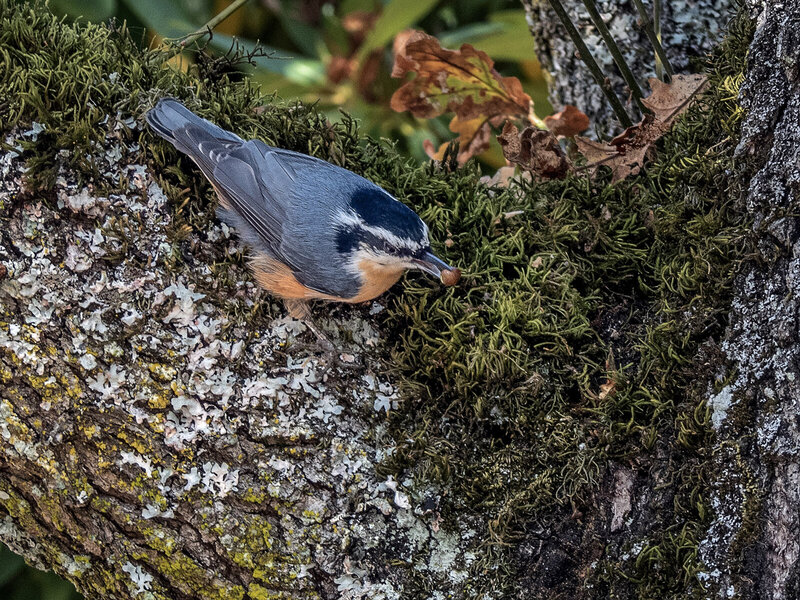 Red-breasted Nuthatch.jpg