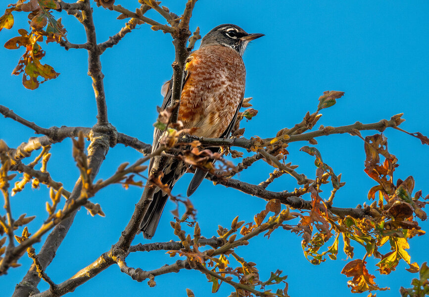 American Robin.jpg