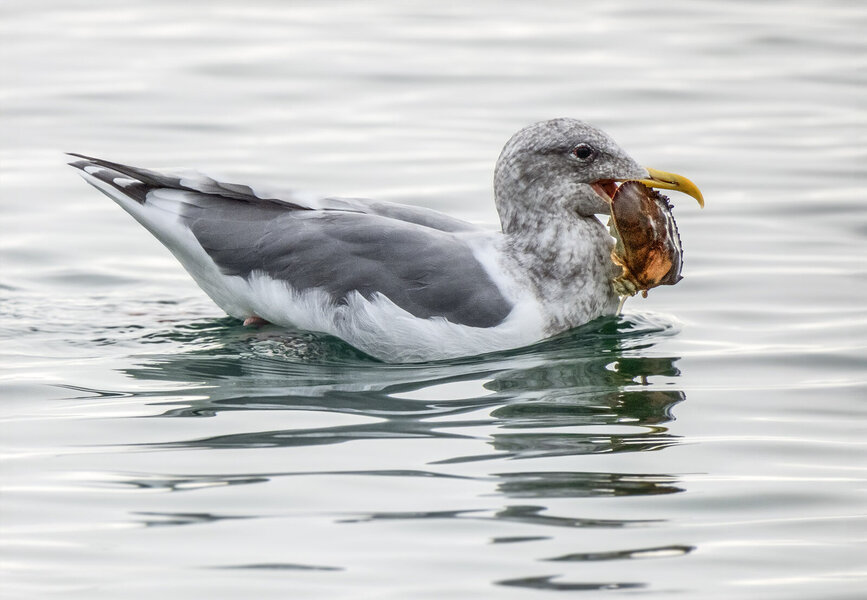 Seagull lunch.jpg