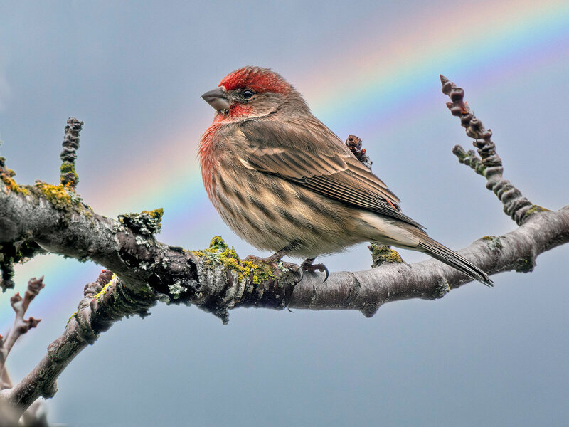 House Finch.jpg