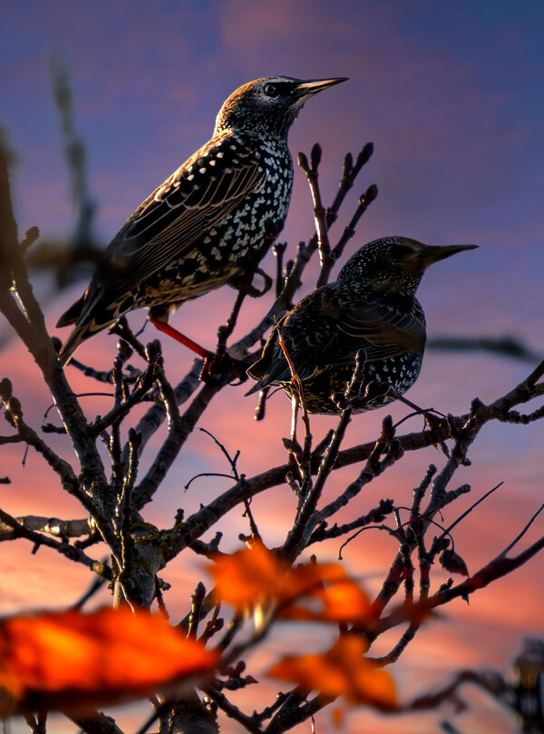 Immature Starlings.jpg