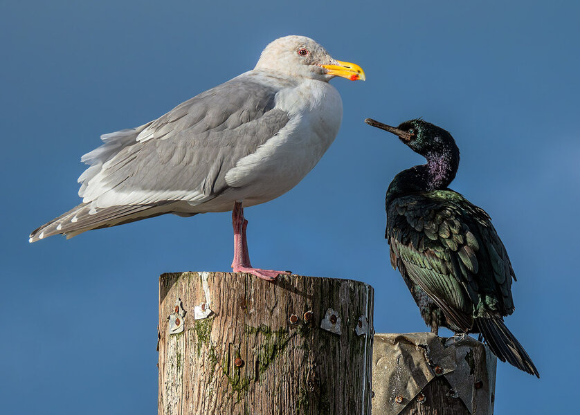 Pelagic Cormorant & Western Gull.jpg