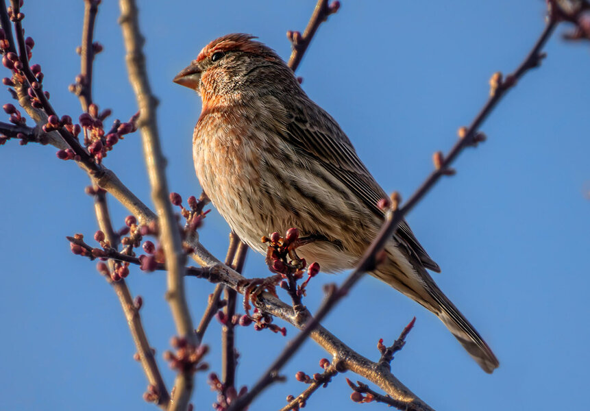 House Finch facing sun.jpg