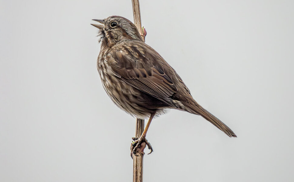 Song Sparrow.jpg