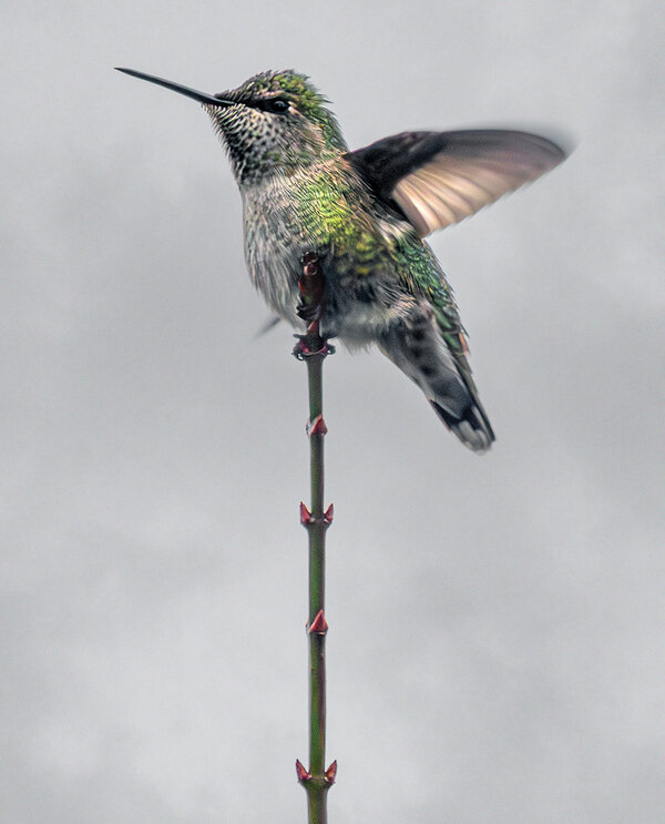 Anna's Hummingbird flapping wings.jpg