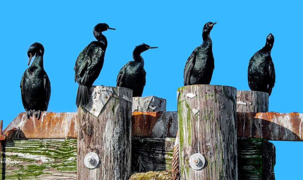 Pelagic Cormorants lined up.jpg