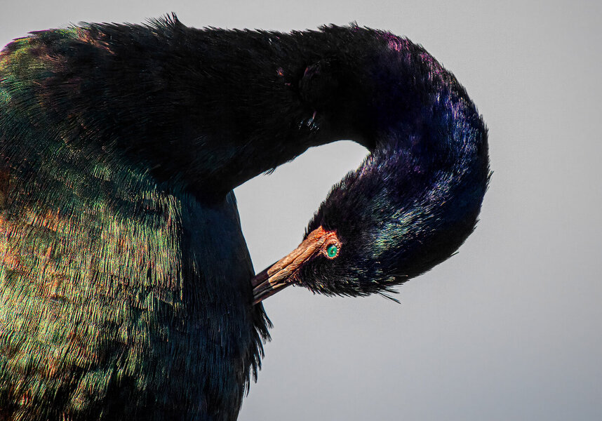 Pelagic Cormorant grooming.jpg