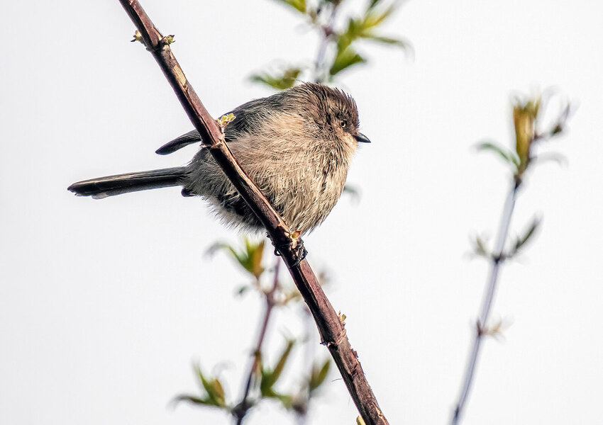 Male Bushtit.jpg