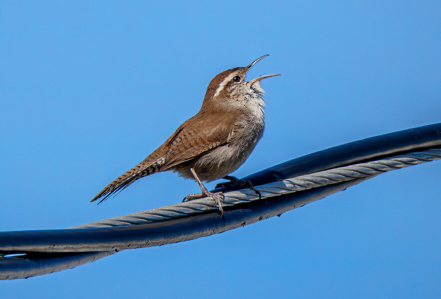 Bewick's Wren on a wire.jpg