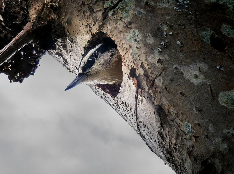 Red-breasted Nuthatch nesting.jpg