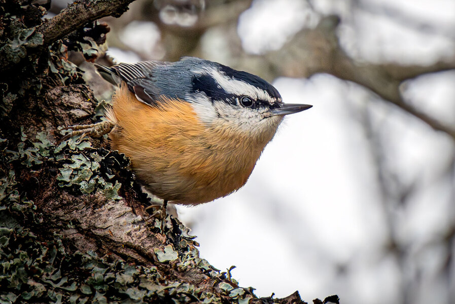 Red-breasted Nuthatch.jpg