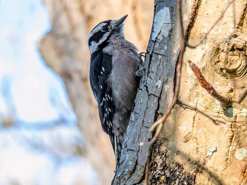 Downey Woodpecker.jpg