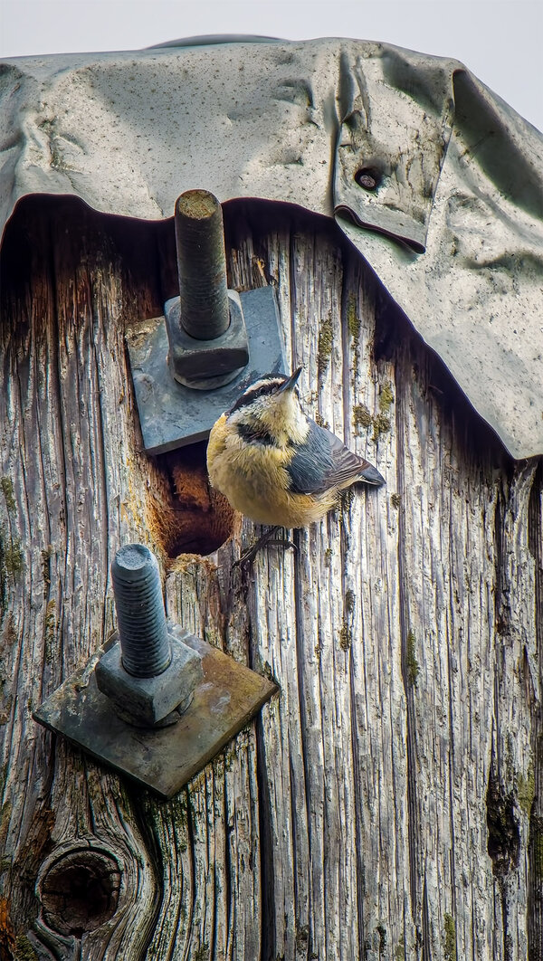 Red-breasted Nuthatch guard.jpg
