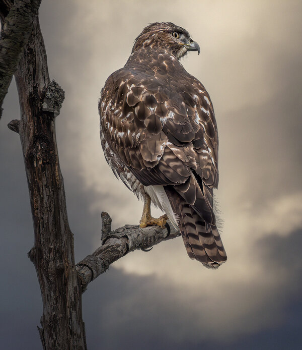 Red-tailed Hawk.jpg