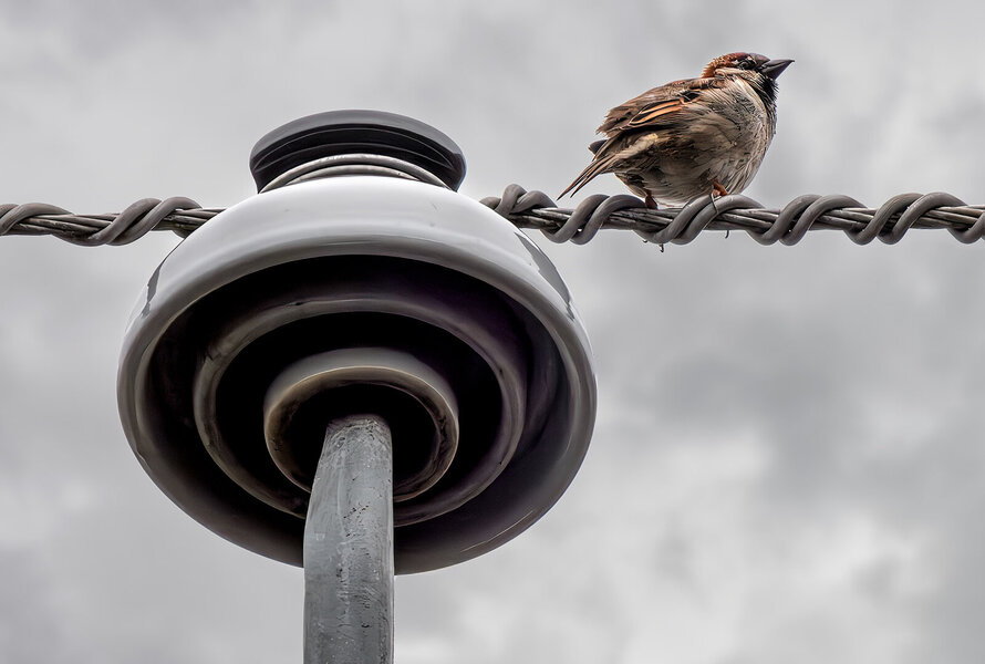 House Sparrow.jpg