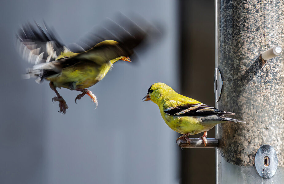Incoming American Goldfinch.jpg