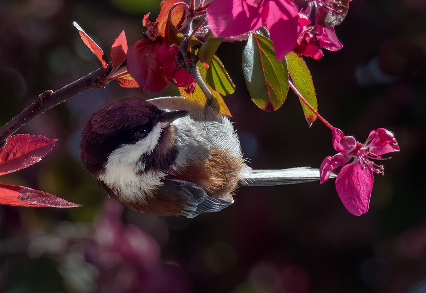 Chestnut-backed Chickadee.jpg