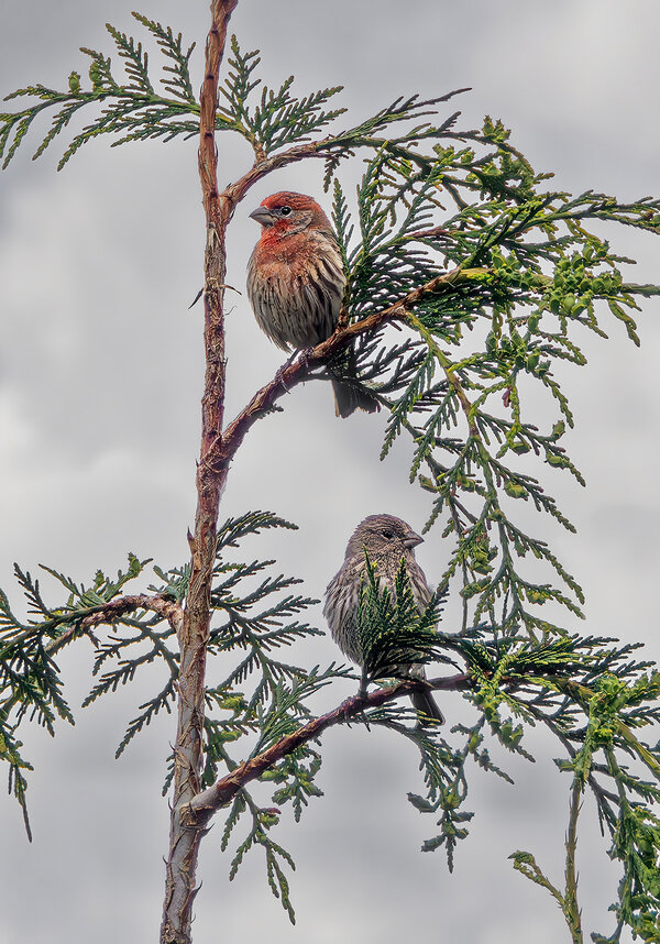 House Finches.jpg