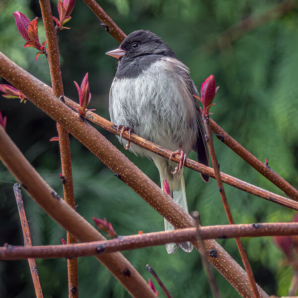 Dark-eyed Junco.jpg