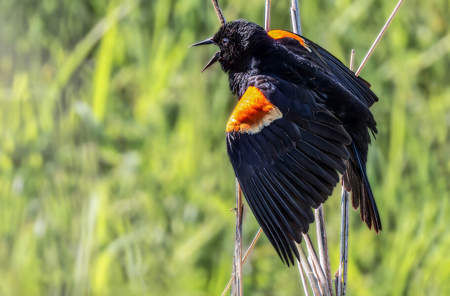 Red-winged Blackbird show off.jpg