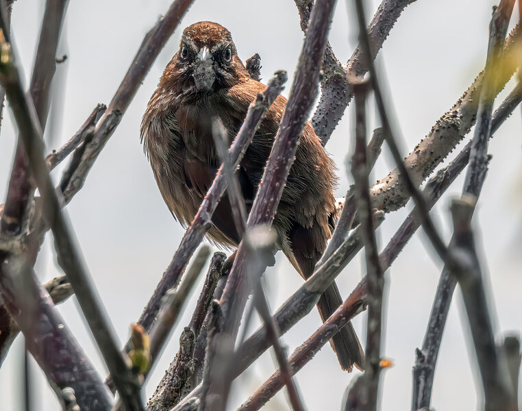 Song Sparrow hiding.jpg