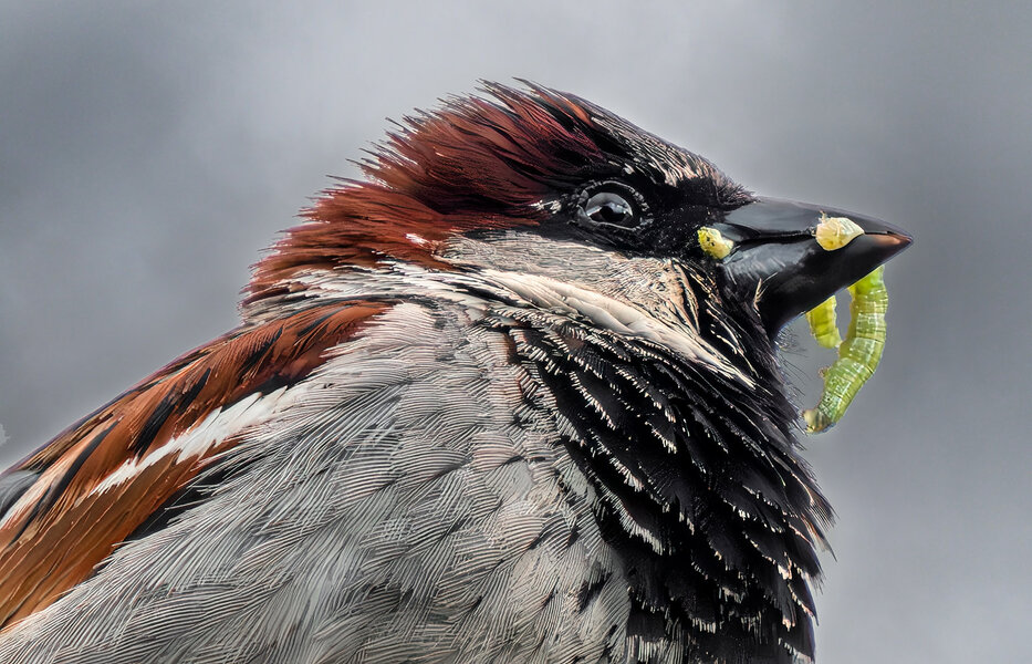 House Sparrow Breakfast.jpg