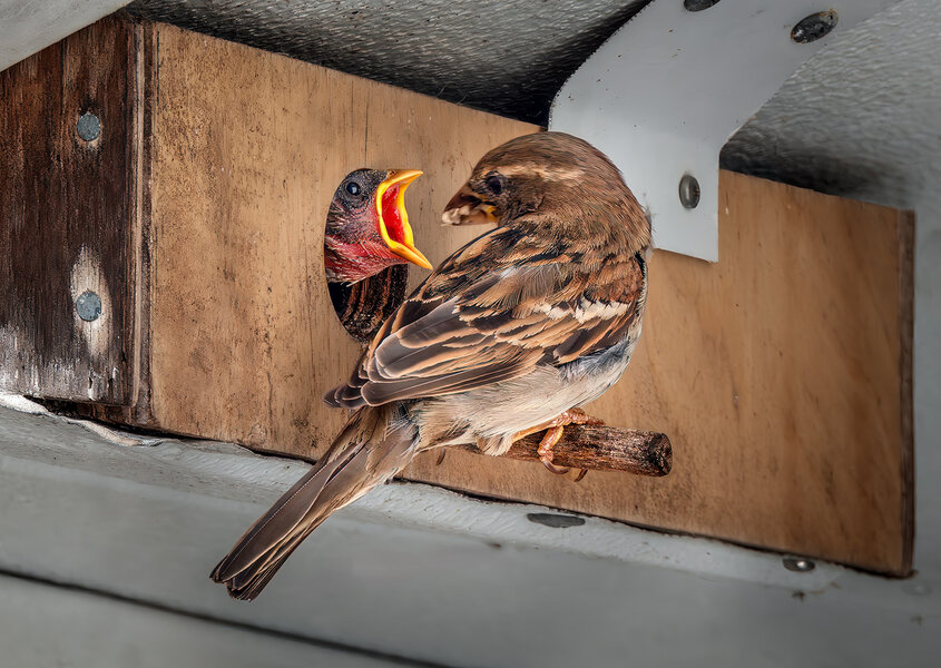 House Sparrow family.jpg