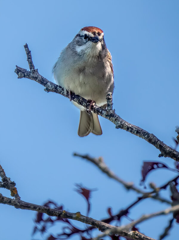 Chipping Sparrow.jpg
