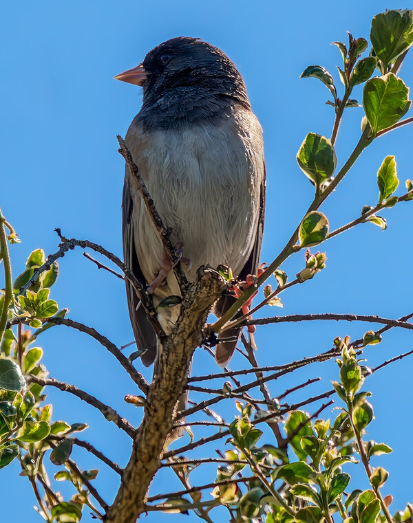 Dark-eyed Junco.jpg