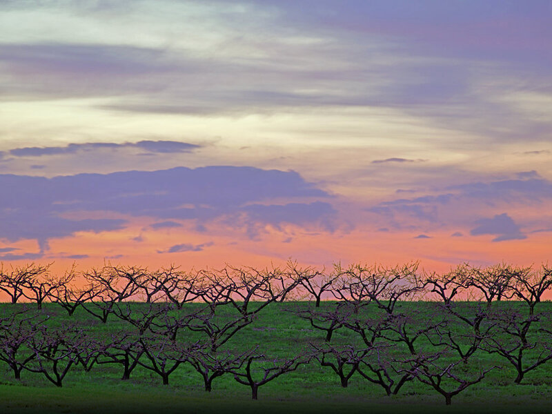 645Z5388orchardsunset400edit_edited_lzn.jpg 645Z5388orchardsunset400edit_edited_lzn.jpg