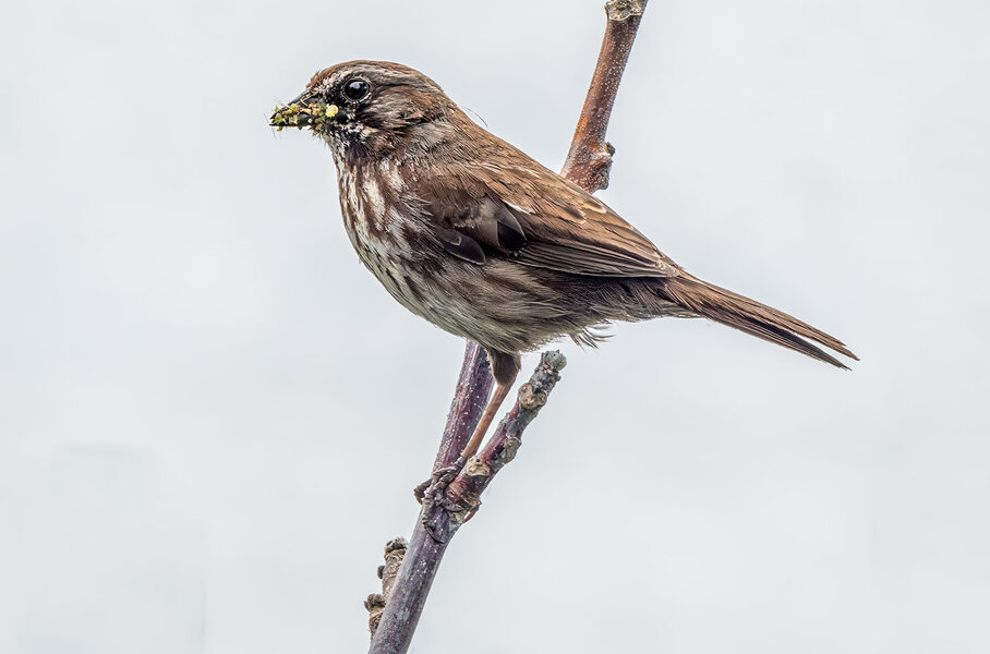 Song Sparrow one leg.jpg